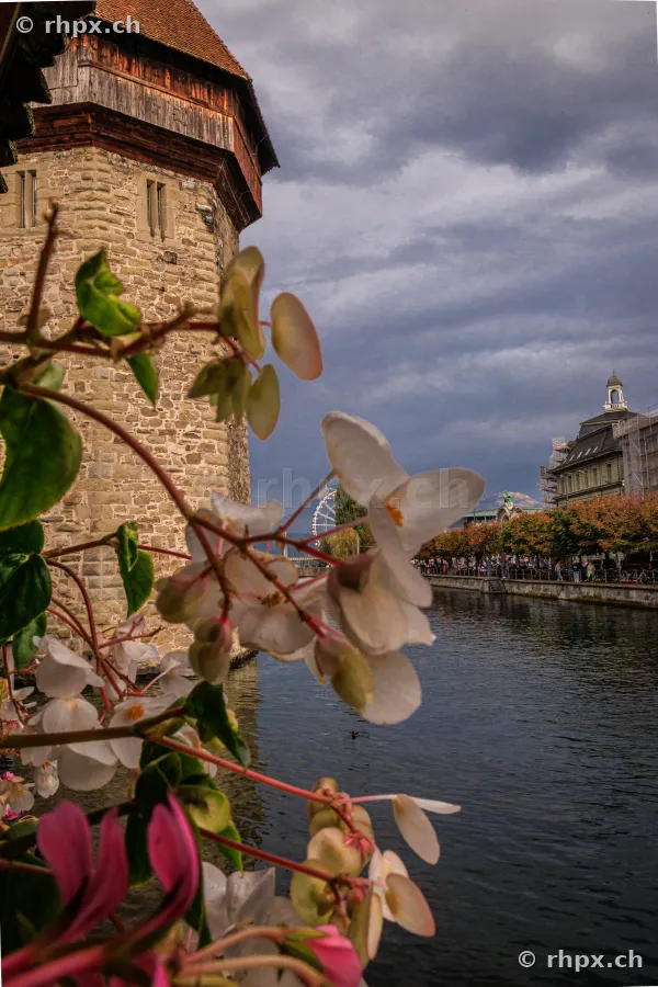 Blick auf den Luzerner Wasserturm und die Reuss hinter blühenden Begonien