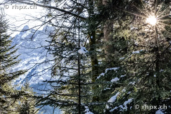 Verschneiter Nadelwald mit Sonnenstrahlen und Blick auf das Pilatus-Massiv