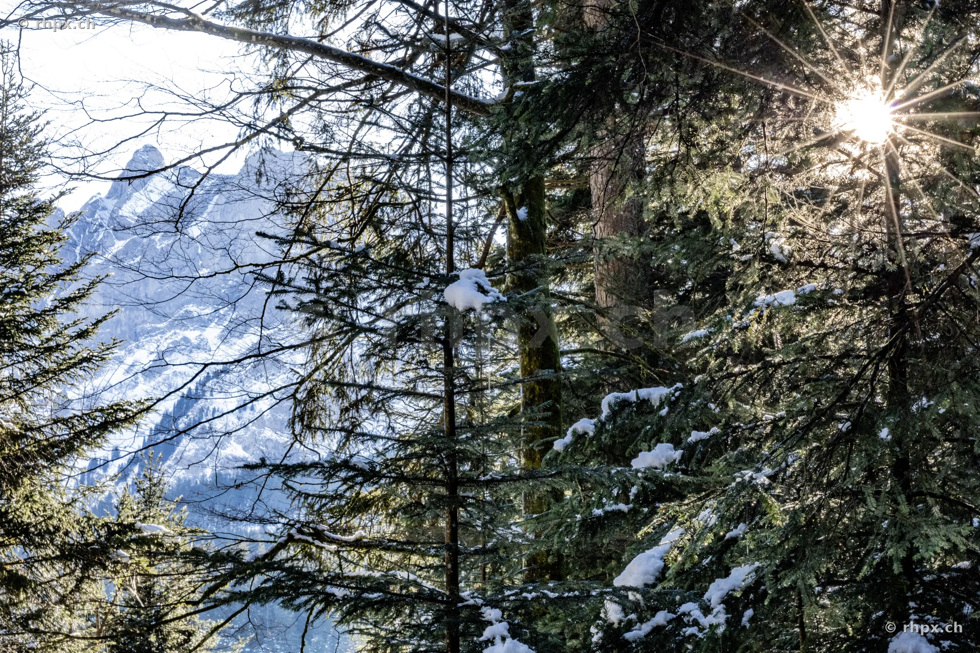 View of the snow-covered Pilatus mountain through a forest section at Krienseregg with backlighting.