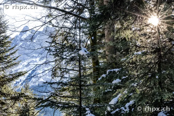 Blick auf den verschneiten Pilatus durch ein Waldstück bei der Krienseregg mit Gegenlicht.
