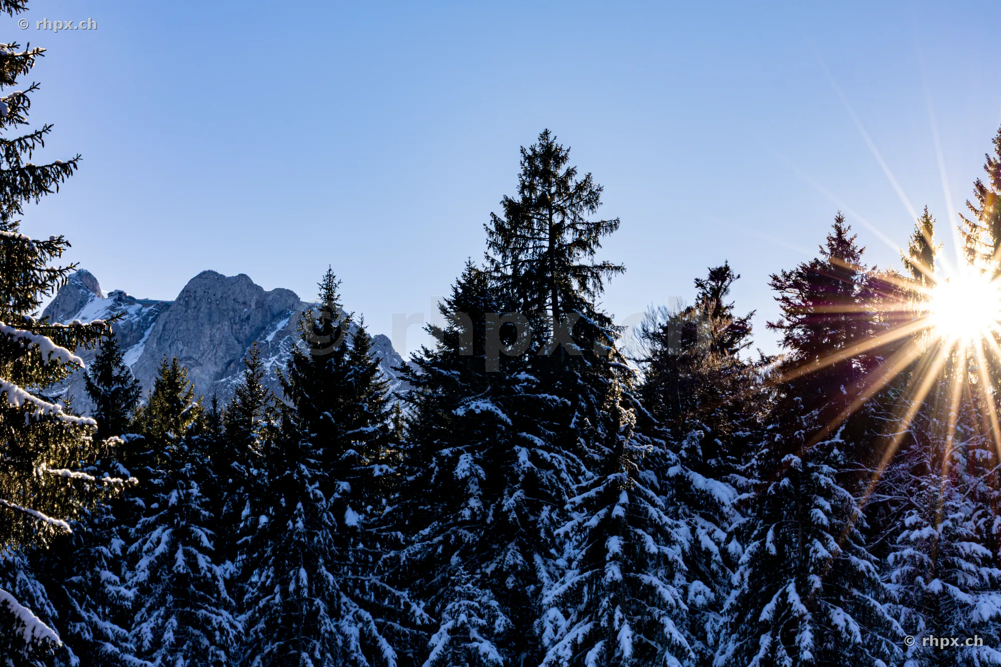Snowy coniferous trees at Krienseregg with the Pilatus massif in the background