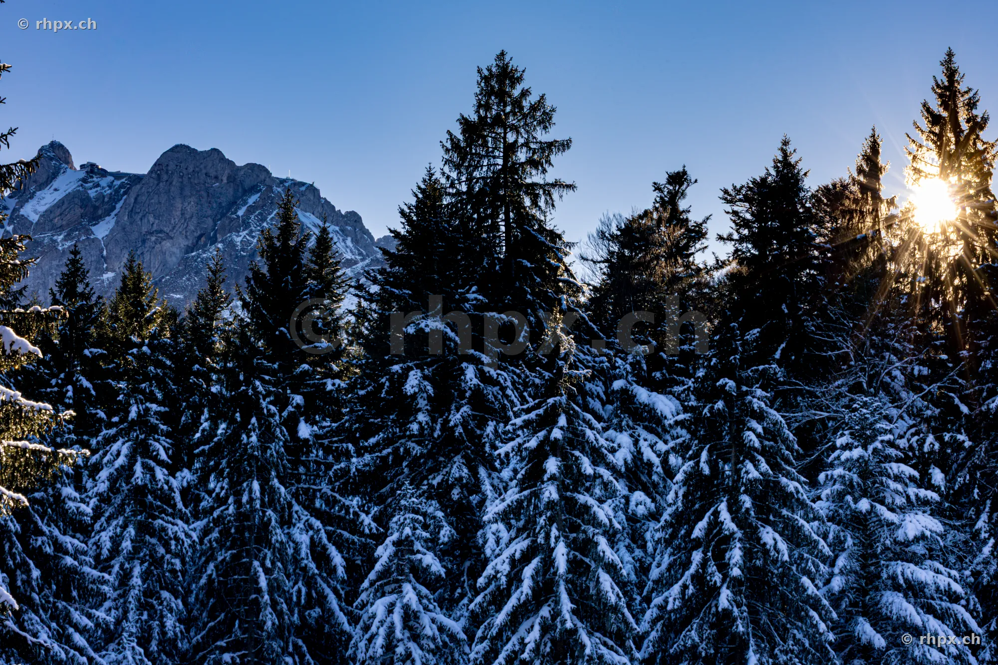 Verschneiter Nadelwald mit dem Pilatus im Hintergrund bei sonnigem Winterwetter