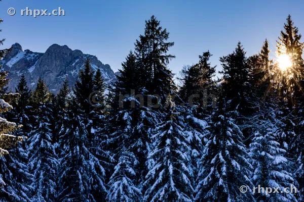 Snow-covered coniferous forest with Mount Pilatus in the background during sunny winter weather