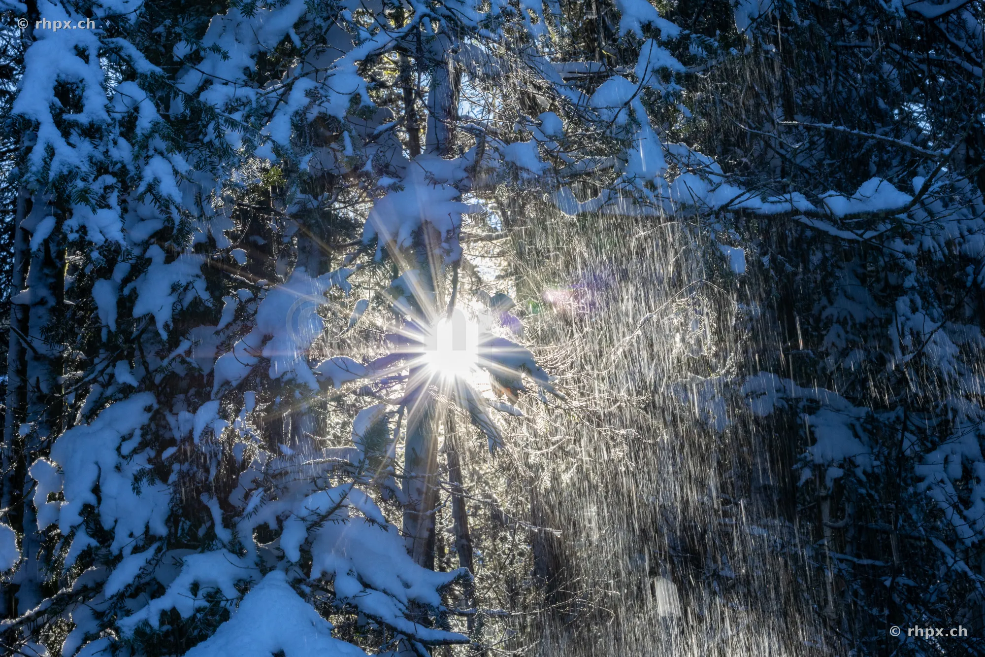 Verschneite Tannen auf der Krienseregg am Pilatus im Gegenlicht