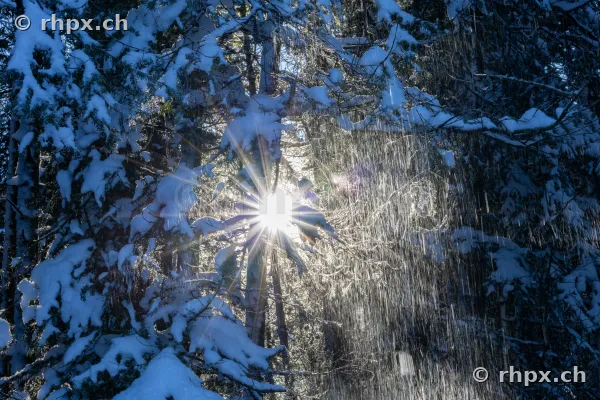 Verschneite Tannen auf der Krienseregg am Pilatus im Gegenlicht