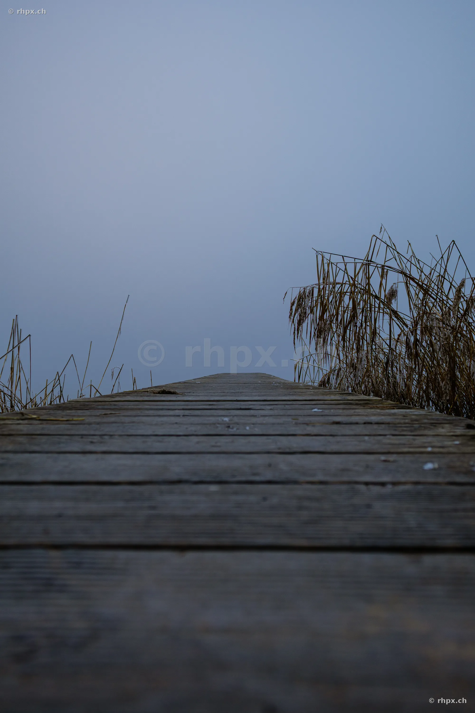 A wooden jetty leads into the foggy Lake Sempach with reeds on the right side.