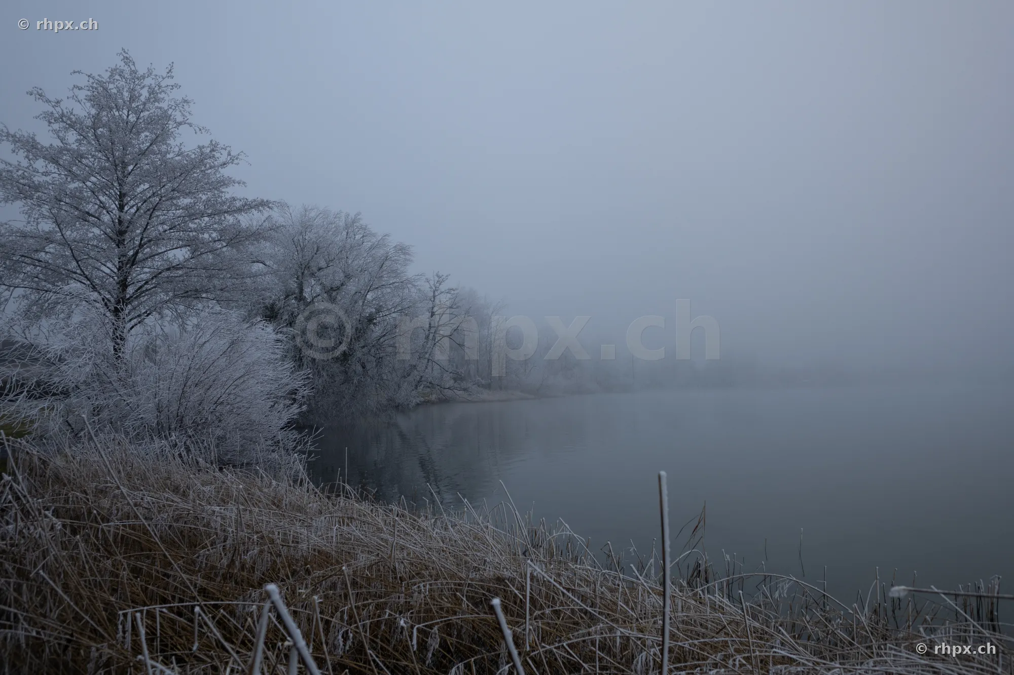 Reif an Bäumen und Gras am Sempachersee bei dichtem Nebel