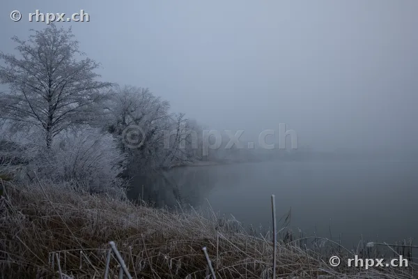 Reif an Bäumen und Gras am Sempachersee bei dichtem Nebel