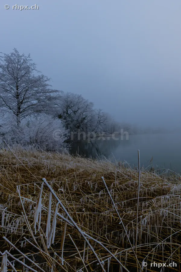 Mit Raureif bedeckte Bäume und Schilf am Ufer des Sempachersees bei nebligem Wetter