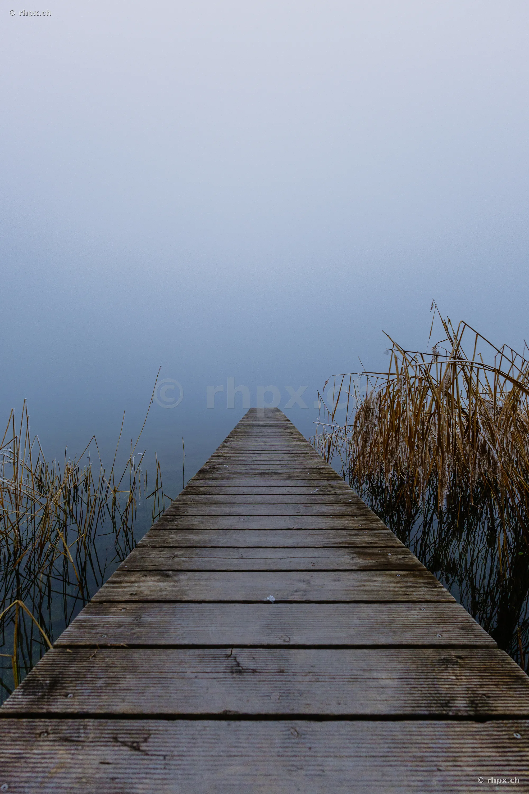 Ein gerader Holzsteg führt in die dichte Nebelsuppe über dem Sempachersee.