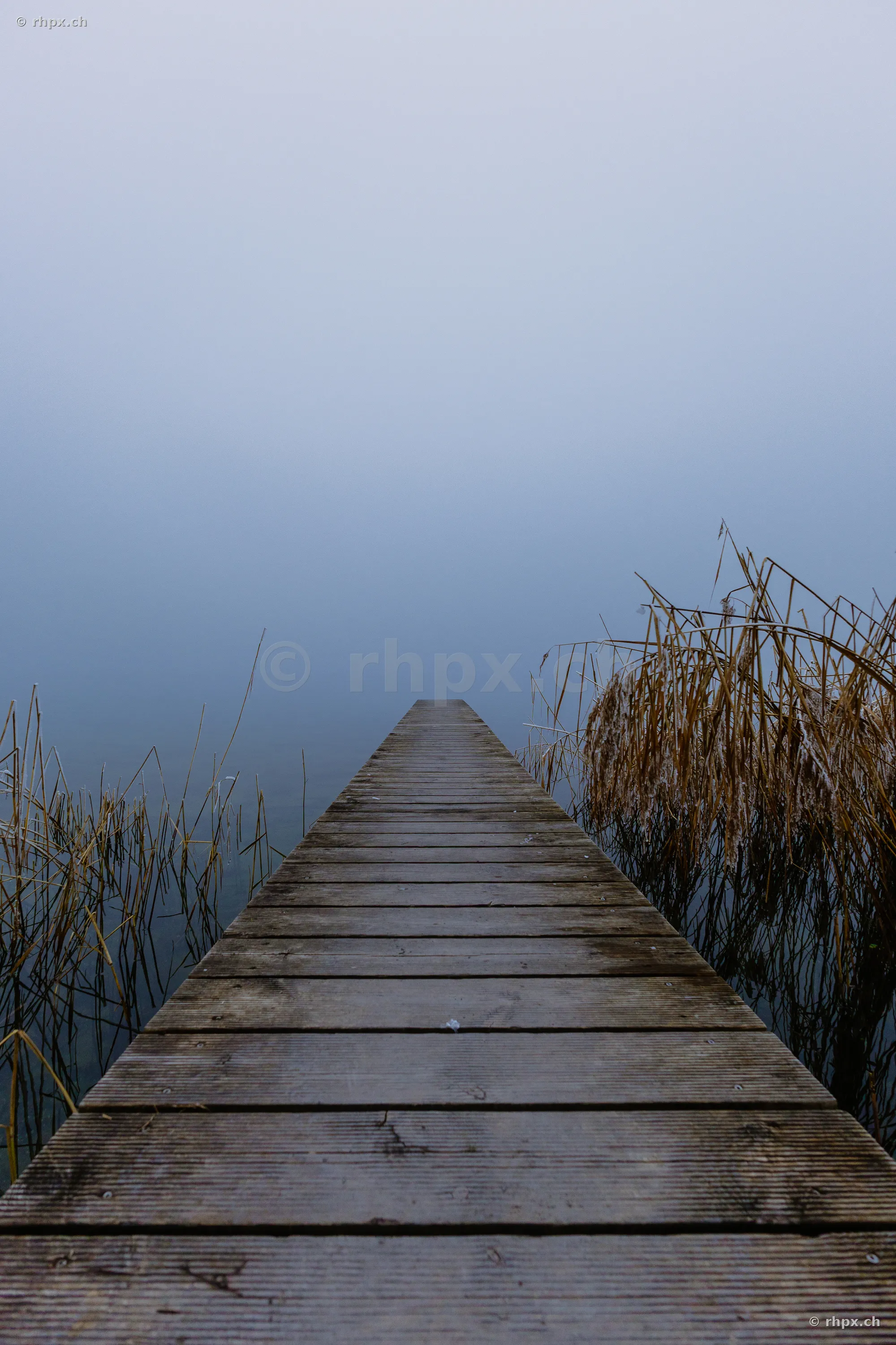 Ein gerader Holzsteg führt in den nebligen Sempachersee, eingerahmt von Schilf.