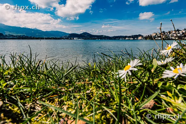 Daisies in green grass overlooking Lake Lucerne and the mountains near Lucerne