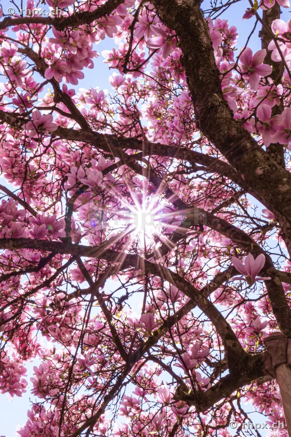 Close-up of a flowering magnolia with sunstar
