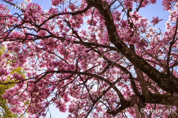 Close-up of a blooming magnolia tree with pink flowers against a blue sky