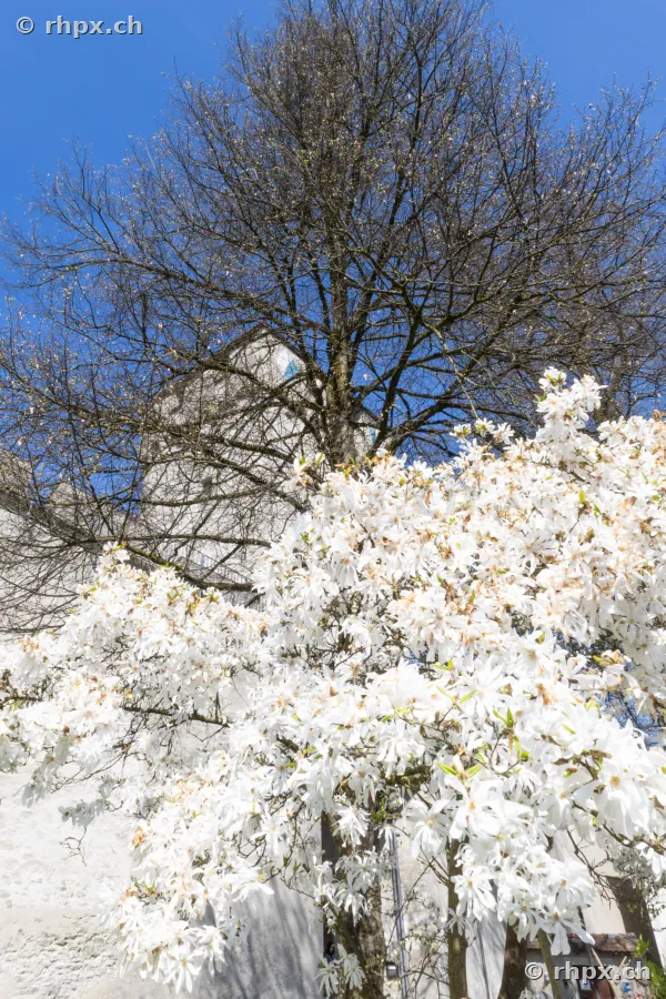 White blossoms of a star magnolia in front of a historic defense tower of the Musegg Wall in Lucerne under a blue sky.