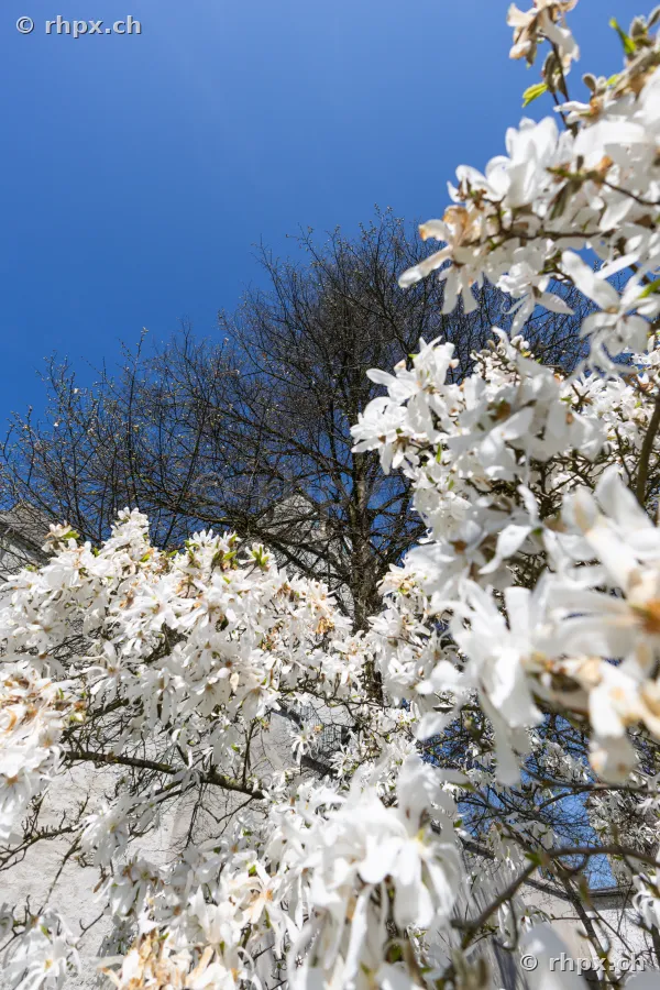 White flowers of a star magnolia against a clear, blue spring sky.