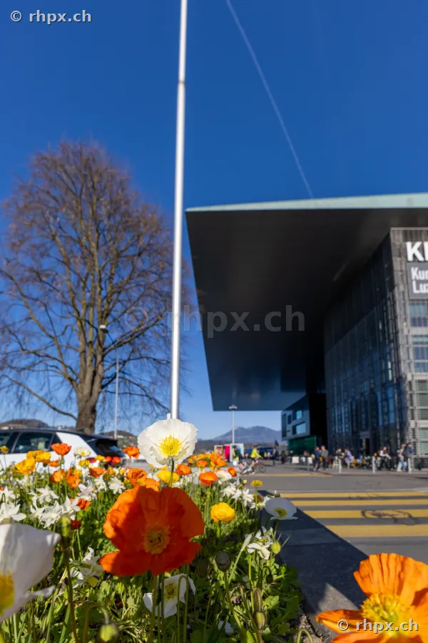 Colorful poppies in the foreground in front of the modern KKL Lucerne building under a clear blue sky.