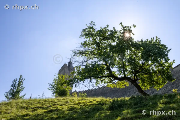 An old tree in front of a section of the Musegg wall in Lucerne photographed against the sun