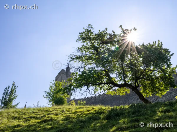 Ein alter Baum vor der historischen Museggmauer in Luzern im Gegenlicht.