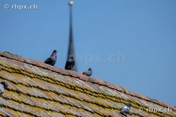 Several pigeons sitting on a mossy tiled roof in front of a church spire in Lucerne.