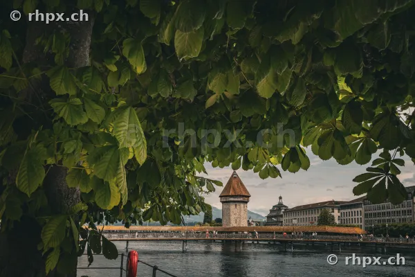 View of the Chapel Bridge and the Wasserturm in Lucerne from a perspective under a chestnut tree