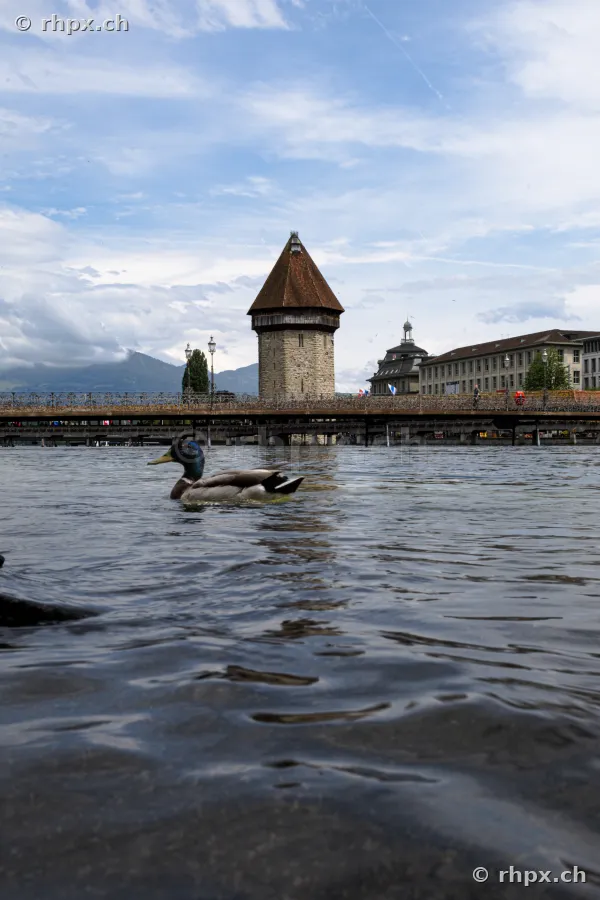 A mallard duck swimming on the Reuss river in front of the Chapel Bridge and Wasserturm in Lucerne