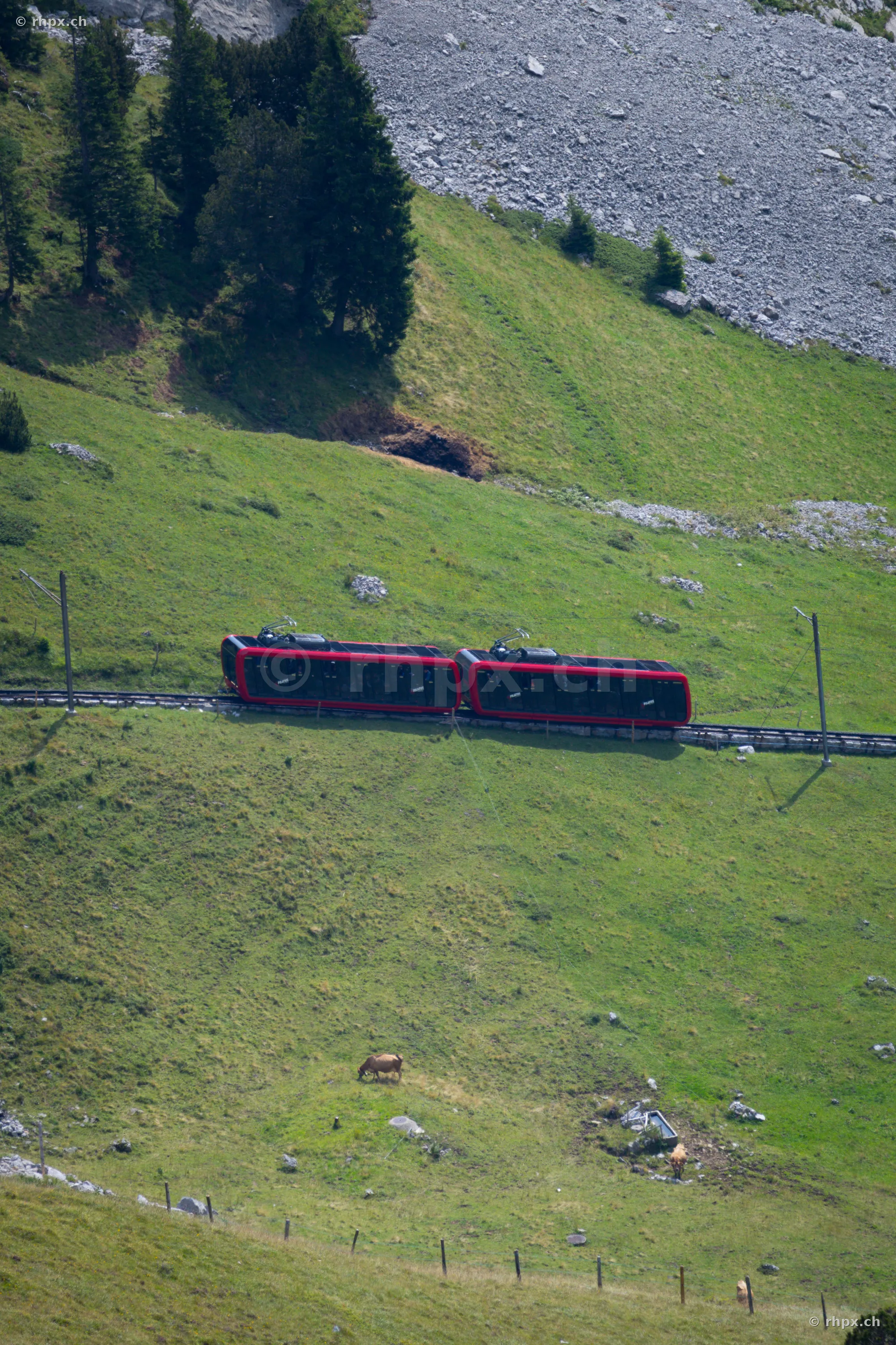 Red cogwheel train of the Pilatus railway traveling over a green alpine meadow with grazing cows.