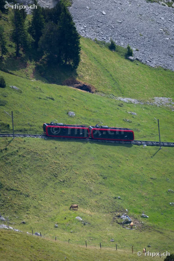 Roter Zug der Pilatusbahn fährt über eine grüne Bergwiese mit weidenden Kühen.
