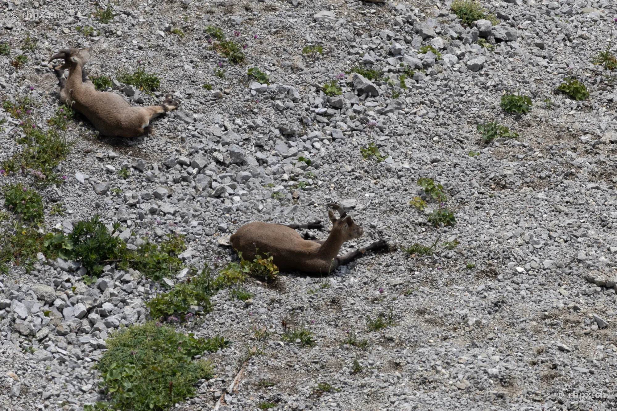Zwei Steinböcke ruhen in einer steinigen und felsigen Hanglage am Pilatus.