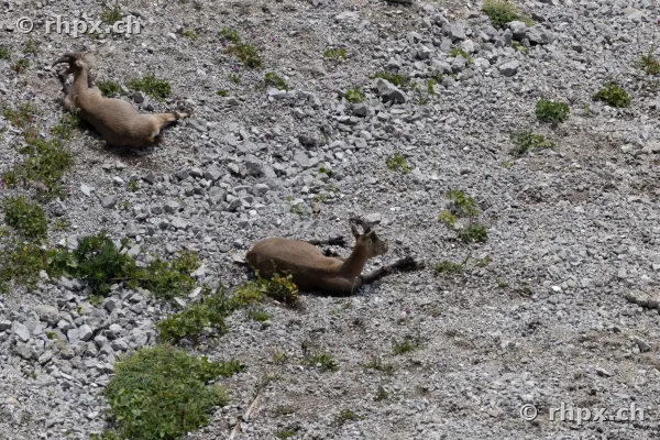 Zwei Steinböcke ruhen in einer steinigen und felsigen Hanglage am Pilatus.