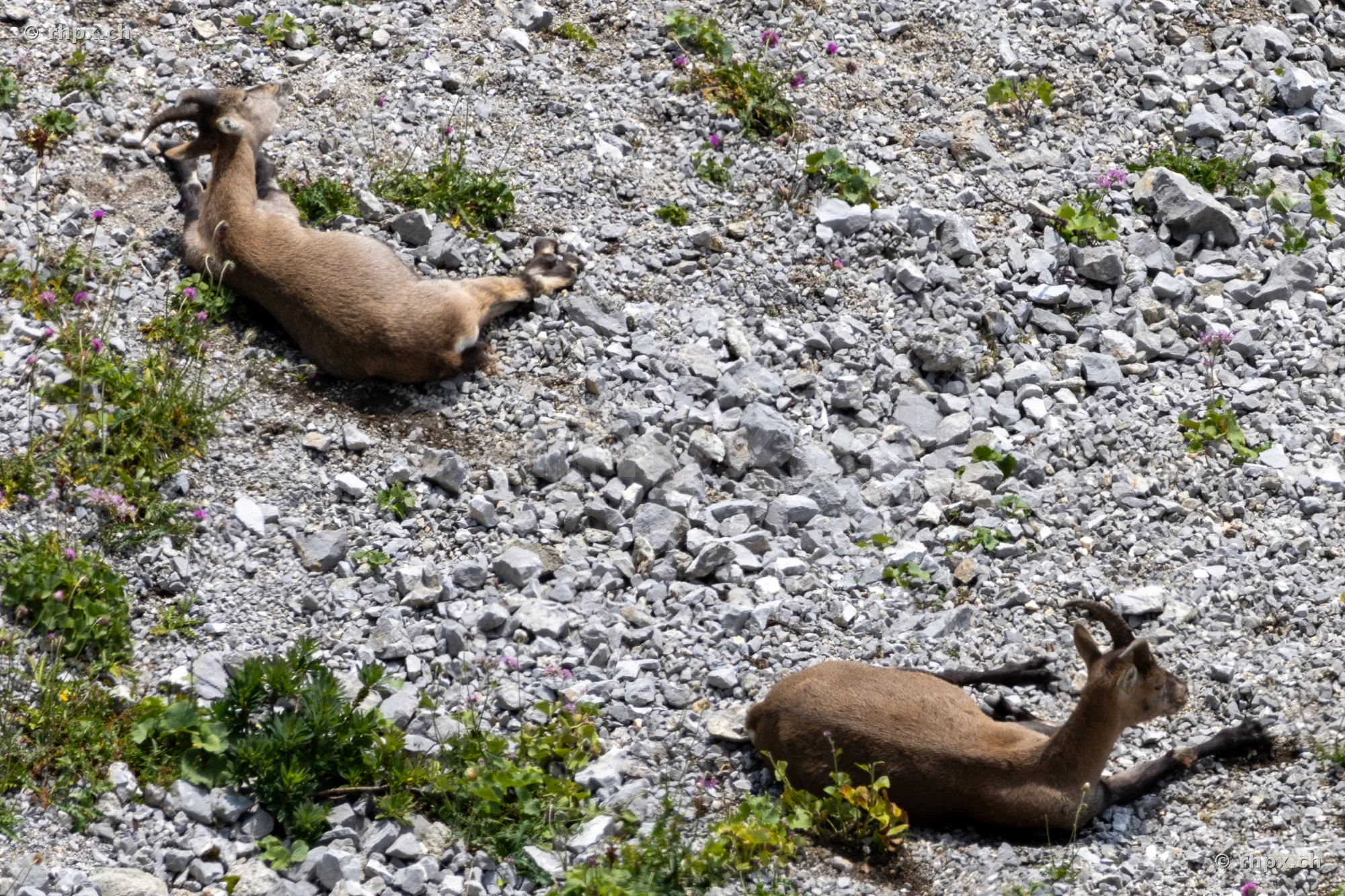 Two ibex lying in a rocky environment on Mount Pilatus.