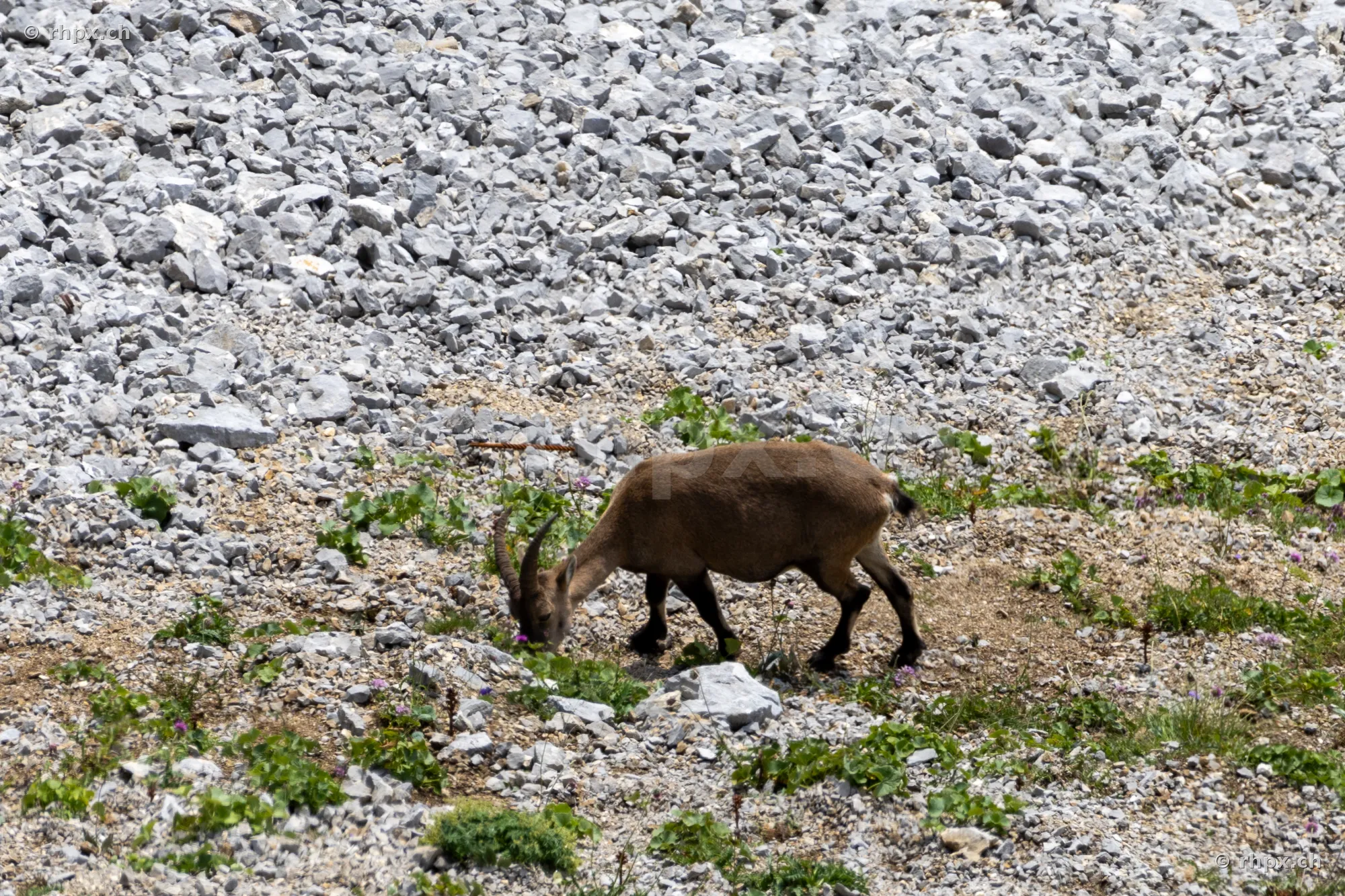 Ein Steinbock grast in einer steinigen Hanglage auf dem Pilatus