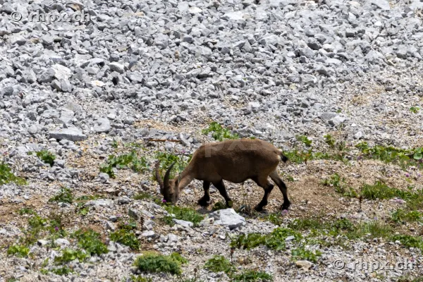 Ein Steinbock grast in einer steinigen Hanglage auf dem Pilatus