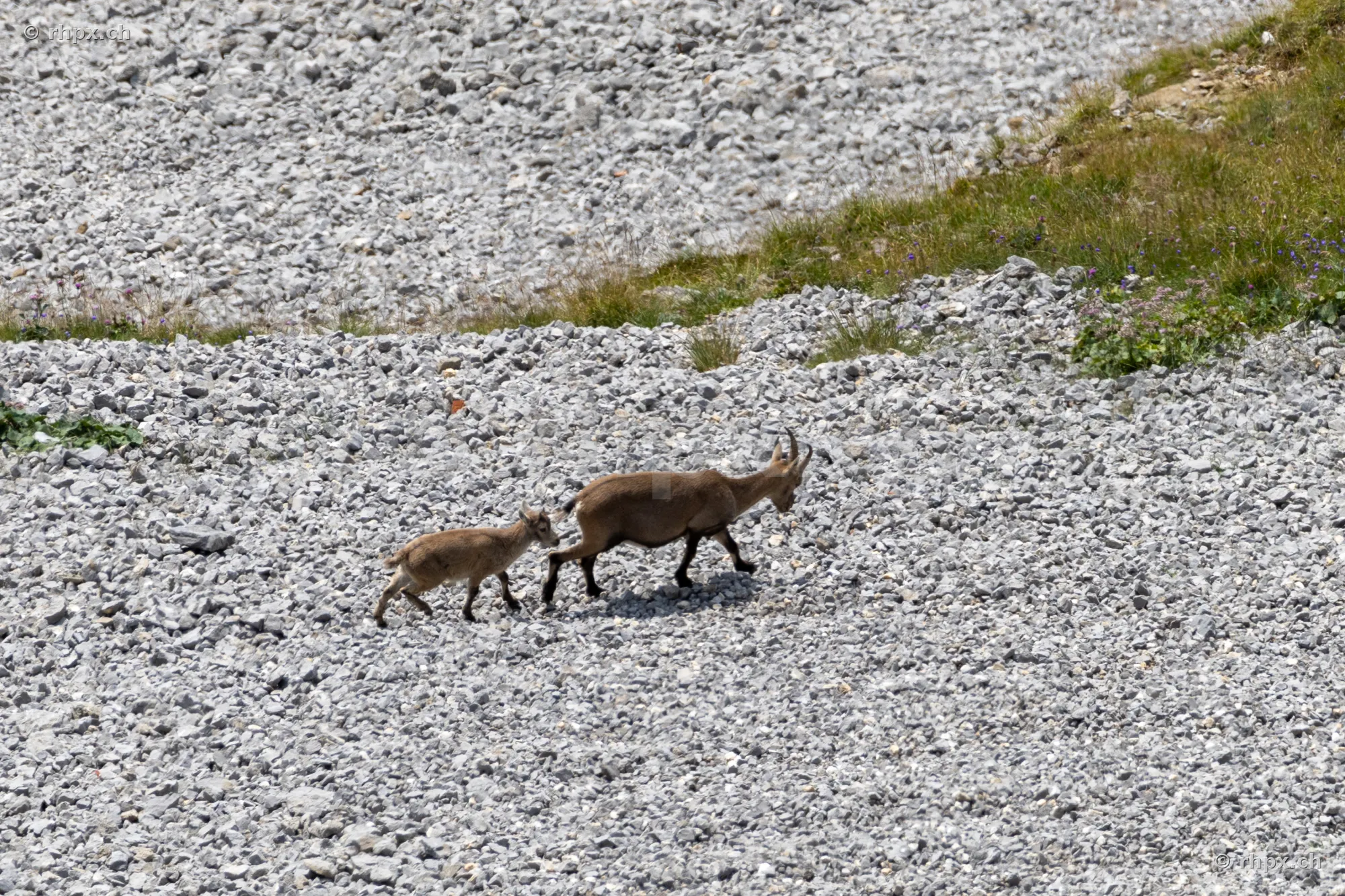 An adult alpine ibex with a young ibex walking on a stony slope at Mount Pilatus.