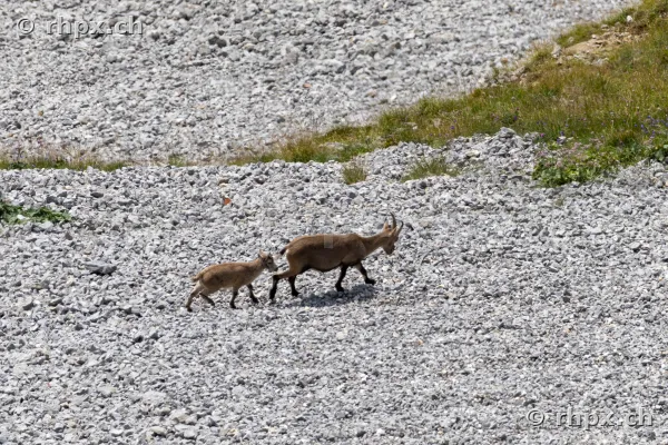 Ein ausgewachsener Steinbock mit einem Jungtier auf einem steinigen Hang am Pilatus.