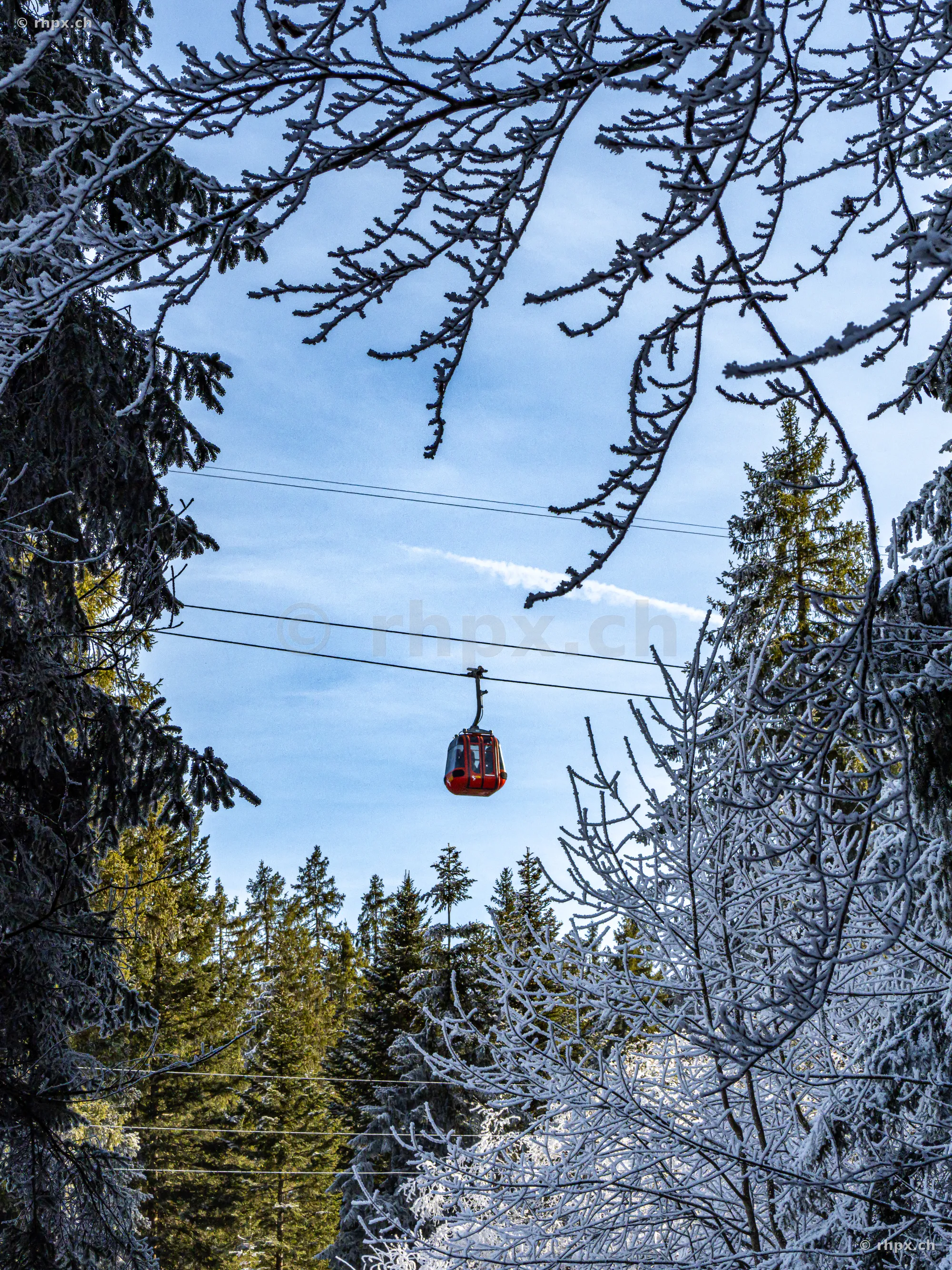 Red cable car cabin passing through a snowy pine forest on Mount Pilatus