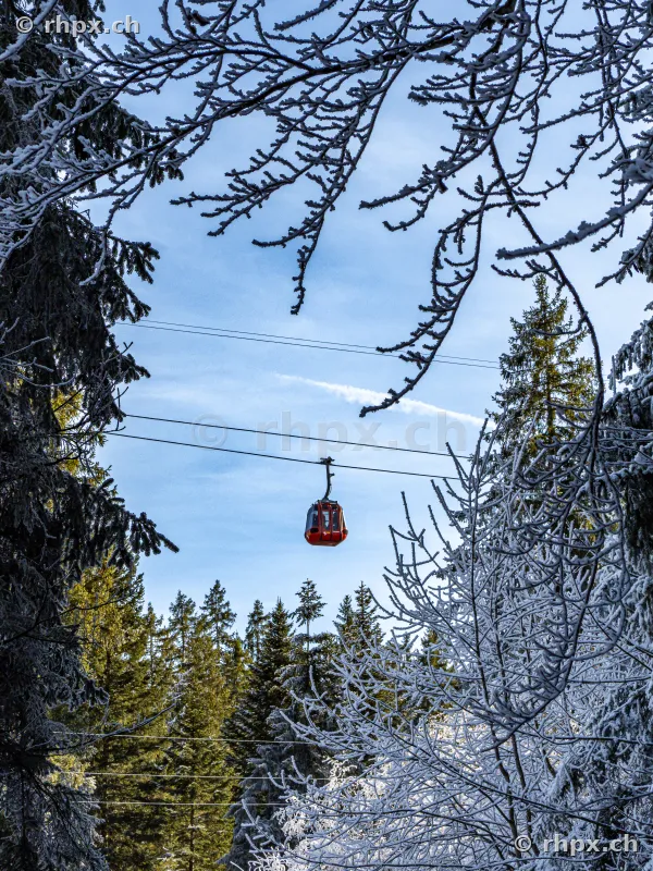 Red cable car cabin passing through a snowy pine forest on Mount Pilatus