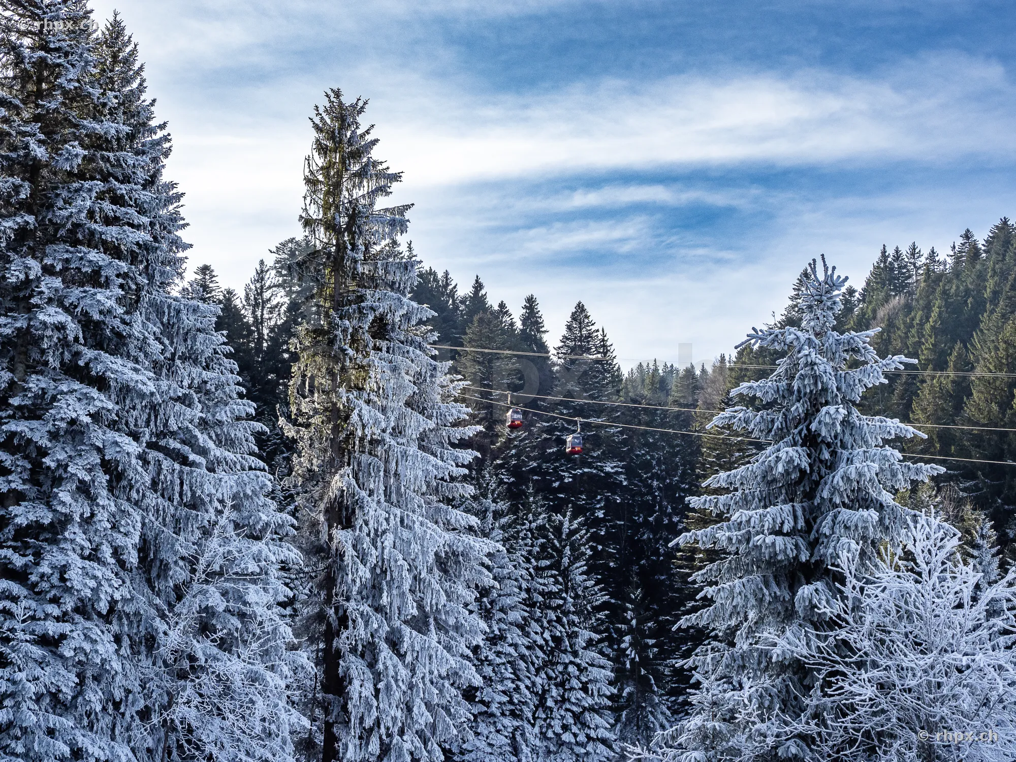 Red cable cars of the Pilatus lift in front of snowy pine trees