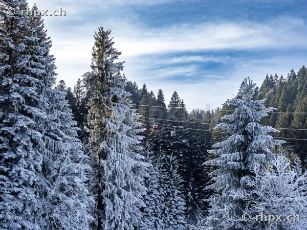 Red cable cars of the Pilatus lift in front of snowy pine trees