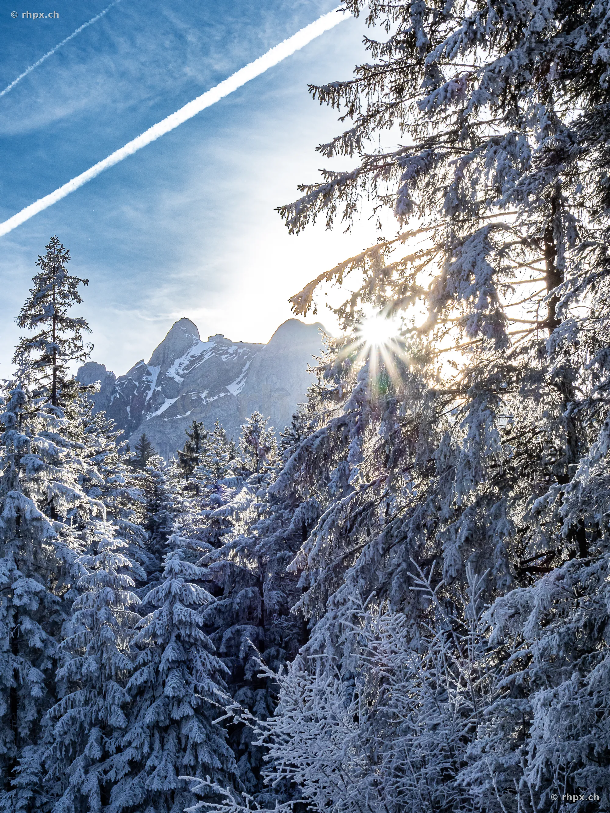 Verschneiter Nadelwald im Vordergrund mit dem sonnigen Gipfel des Pilatus im Hintergrund