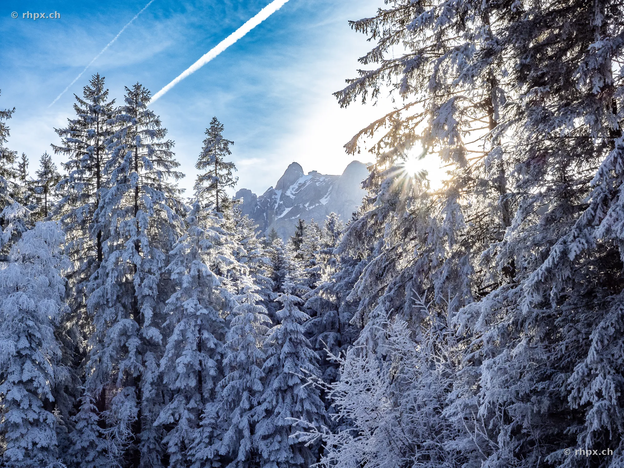 Snowy fir trees in the foreground with the Pilatus massif in the background under sunlight