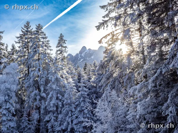 Snowy fir trees in the foreground with the Pilatus massif in the background under sunlight