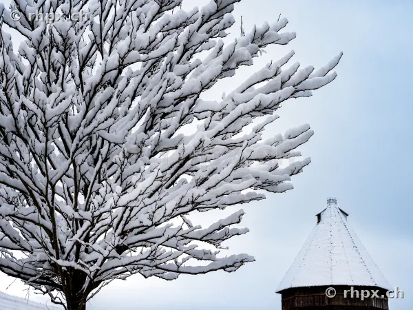 A snow-covered tree next to the conical roof of the water tower in Lucerne.