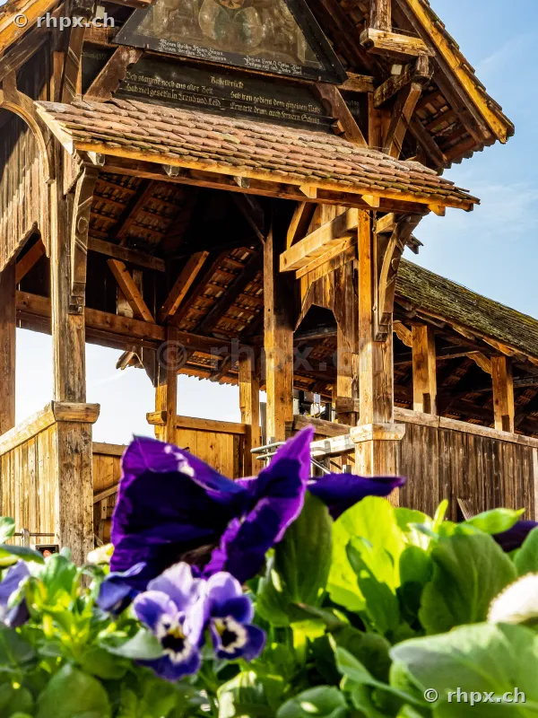 Close-up of purple pansies in the foreground with the historic wooden structure of the Chapel Bridge in Lucerne in the background.