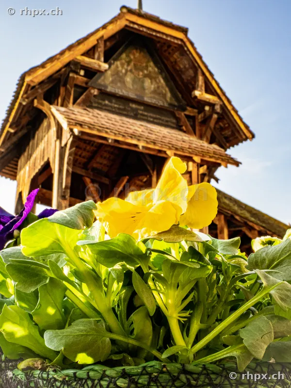 Yellow pansies in front of the wooden gable of the Chapel Bridge in Lucerne