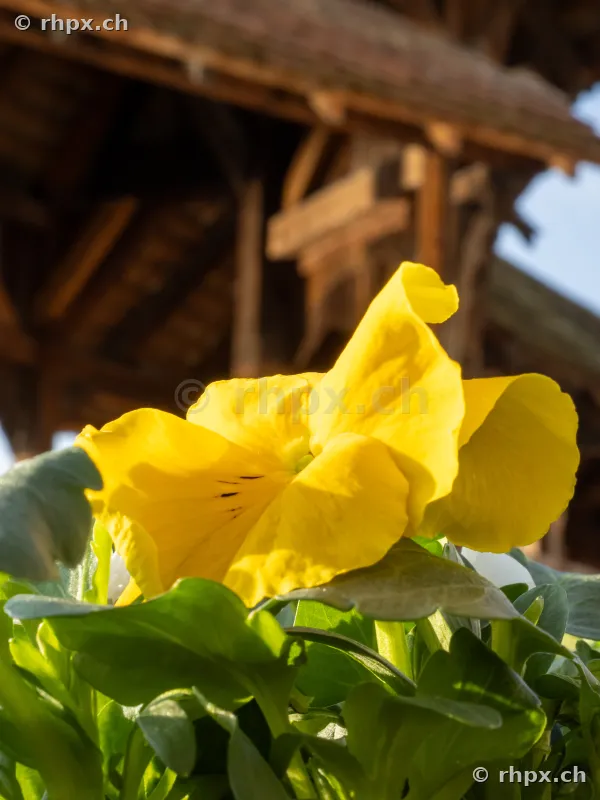 Close-up of a yellow pansy flower in front of the blurred wooden structure of the Chapel Bridge in Lucerne