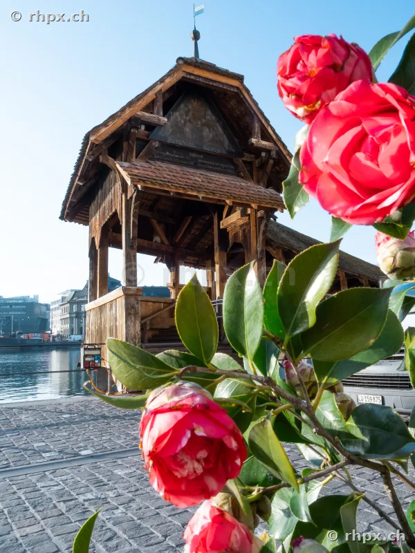 Red Camellia flowers in the foreground with the historic Chapel Bridge and Lake Lucerne in the background.