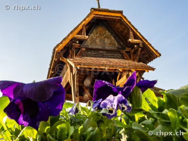 Close-up of dark pansies in front of the wooden construction of the Chapel Bridge in Lucerne
