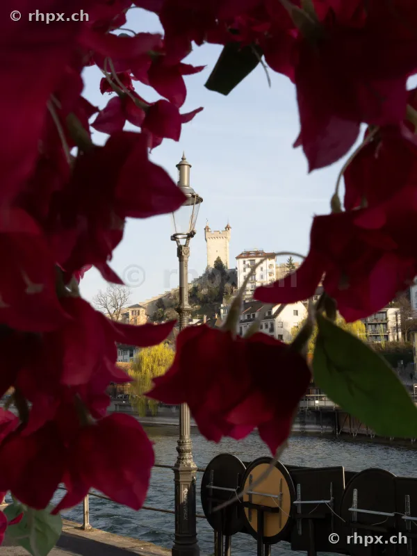 Blick auf einen Wachturm der Museggmauer und eine Strassenlaterne hinter pinken Blumen