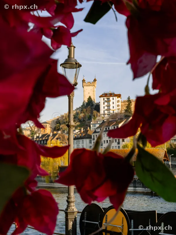 Blick durch rote Blüten auf die Museggmauer und eine Laterne in Luzern